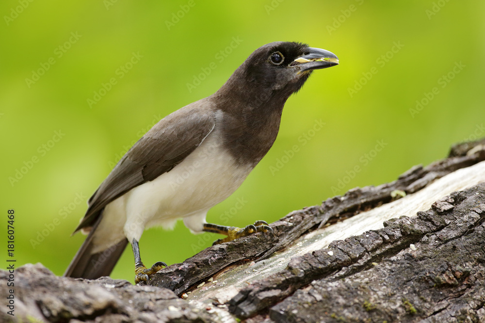 Brown Jay, Cyanocorax morio, bird from green Costa Rica forest, in the tree habitat. Detail of tropic bird. Big palm tree leave with bird. Brown Jay, jungle forest. Bird in green forest environment. Brown Jay, Cyanocorax morio, bird from green Costa Rica forest, in the tree habitat. Detail of tropic bird. Big palm tree leave with bird. Brown Jay, jungle forest. Bird in green forest environment.