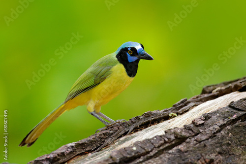 Yellow Bird, black blue head, wild nature. Wildlife Mexico. Green Jay, Cyanocorax yncas, wild nature, Belize. Beautiful bird from Central Anemerica. Birdwatching in Belize. Jay sitting on the branch. © ondrejprosicky