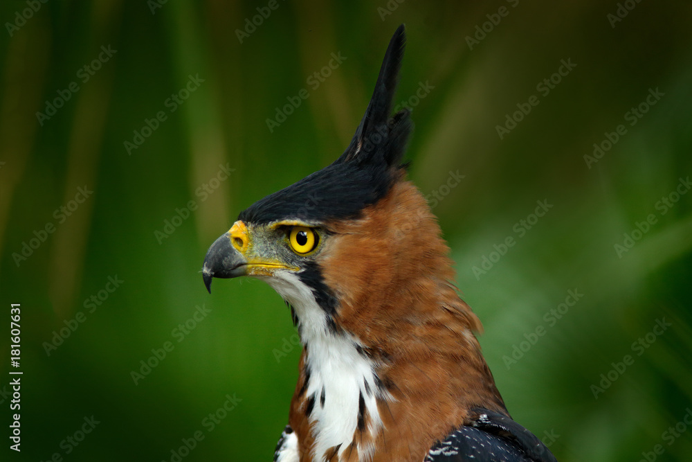 Outdoor Interpretive Sign: Birds of Prey, Guide, Bald Eagle, Osprey,  Red-tailed Hawk, Kestrel, Turkey Vulture, Great Horned Owl, in Birds of Prey  & Raptors Series: #081-2020-01F-16118 — Pulse Design Outdoor Interpretive  Signs