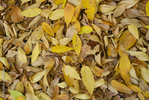 Abstract autumn leaves in autumn suitable as background