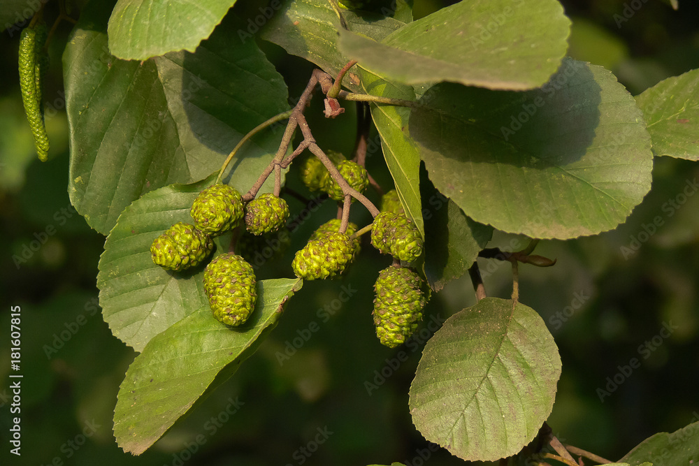 Ontano nero (Alnus glutinosa) - ramo con frutti Ontano nero (Alnus glutinosa) - ramo con frutti