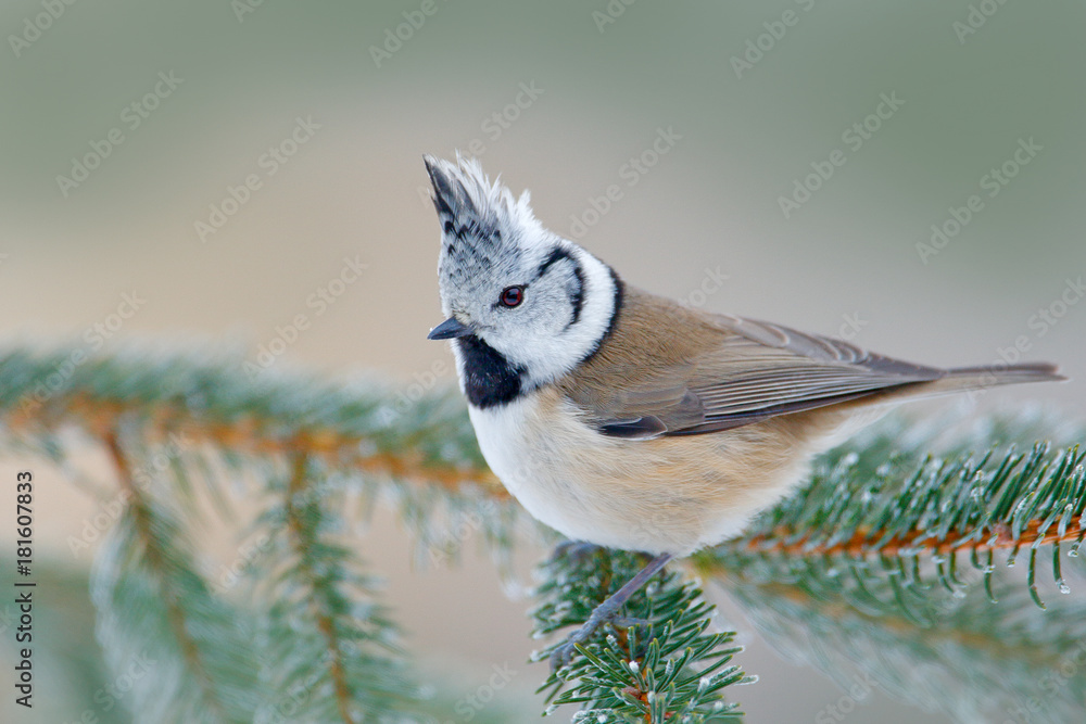 Fototapeta premium Crested Tit sitting on beautiful lichen branch with clear background. Song bird in the nature habitat. Detail songbird portrait of tit with crest. Wildlife scene from fall forest. Autumn in nature.