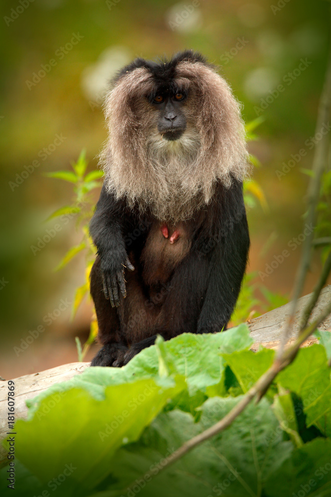 Fototapeta premium Monkey Lion-tailed Macaque, Macaca silenus, animal on green tropic forest habitat. Lion-tailed Macaque, endemic to the Western Ghats hill ranges, India, Asia. Monkey in the nature habitat, with mane.