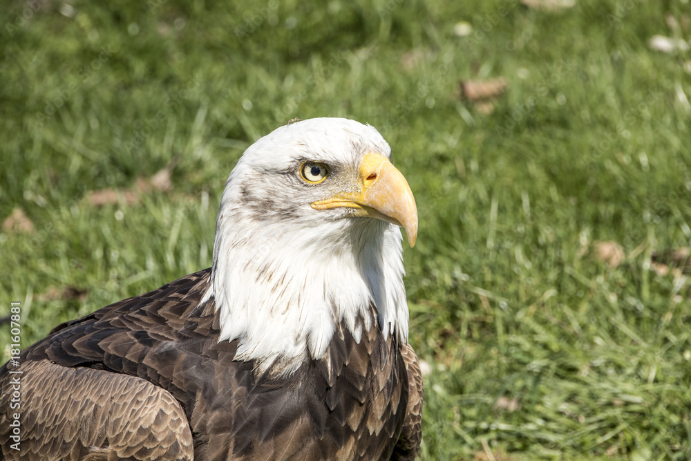 Fototapeta premium Bald eagle - Haliaeetus leucocephalus