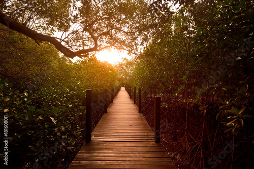 Fototapeta Naklejka Na Ścianę i Meble -  The morning light shines on the boardwalk in mangrove forest