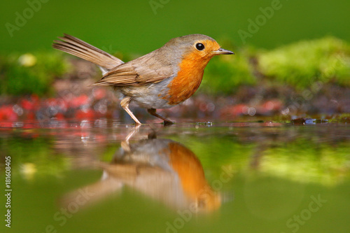 European Robin, Erithacus rubecula, sitting in the water, nice lichen tree branch, bird in the nature habitat, spring, nesting time, Germany. Orange songbird with mirror reflection in water surface.