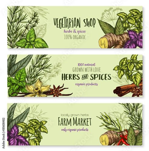 Herb, hot spice and food condiment sketch banner