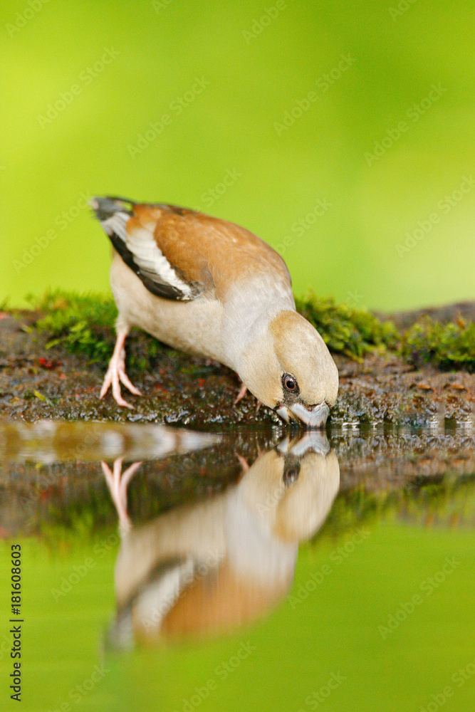 Fototapeta premium Beautiful songbird, Hawfinch, Coccothraustes coccothraustes, brown songbird sitting in the water, nice lichen tree branch, bird in the nature habitat, spring - nesting, reflection, mirroring, France