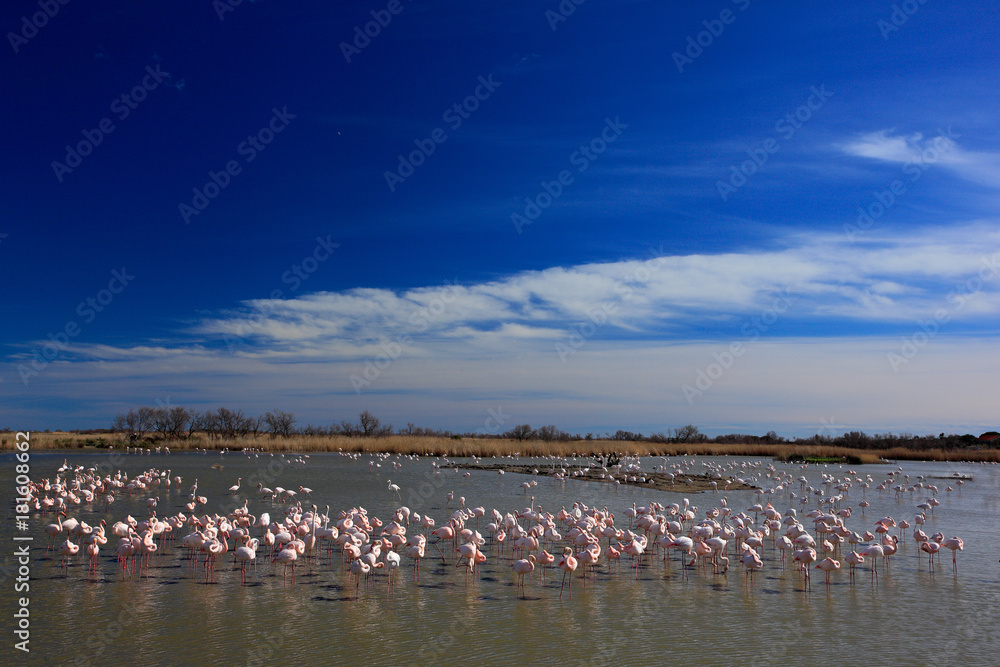 Landscape with flamingos. Flock of  Greater Flamingo, Phoenicopterus ruber, nice pink big bird, dancing in the water, animal in the nature habitat. Blue sky and clouds, Camargue, France, Europe.