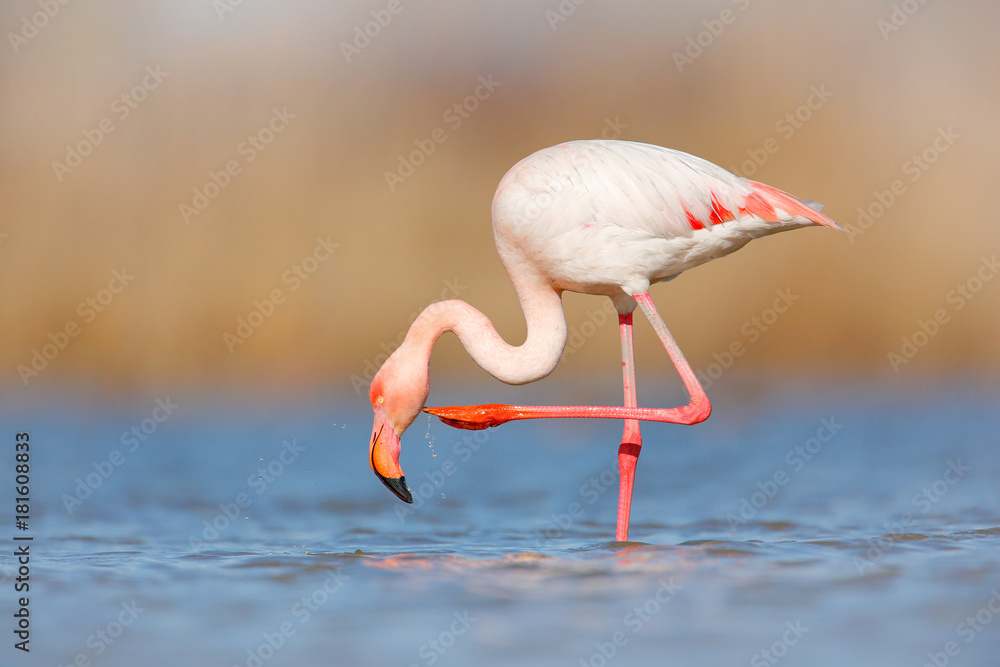 Naklejka premium Flamingo cleaning plumage. Wildlife animal scene from nature. Flamingo in nature habitat. Beautiful water bird. Pink big bird Greater Flamingo, Phoenicopterus ruber, in the water, Camargue, France.