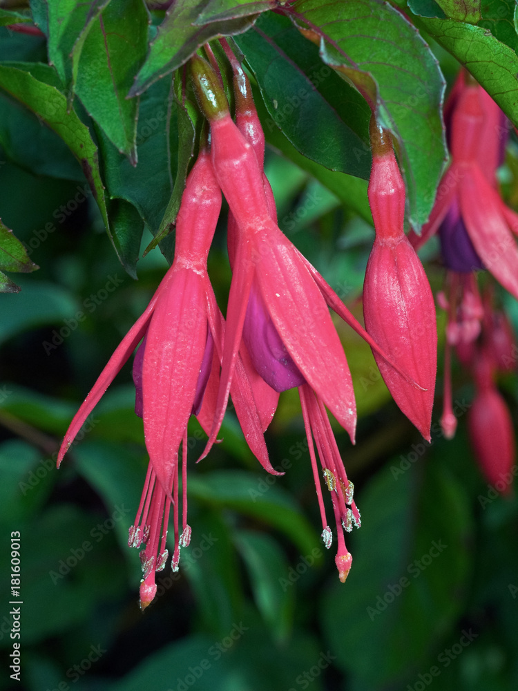 Obraz premium Close up of Fuschia flowers