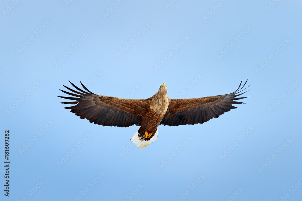 Fototapeta premium White-tailed eagle, Haliaeetus albicilla, big bird of prey on thy dark blue sky, with white tail, Japan. Action wildlife scene from sky. Wildlife scene. Flying bird. Big bird of prey on the sky.