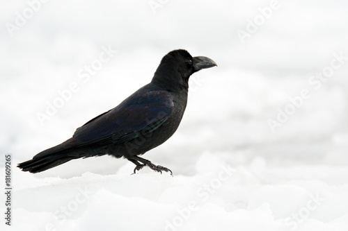 Raven, black bird sitting on the snow ice during winter, nature habitat, Germany. First snow with bird. Winter with big white black raven. Wildlife scene from snowy nature. Black bird in white snow.