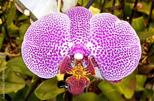 Цветы -  Орхидея и другие
