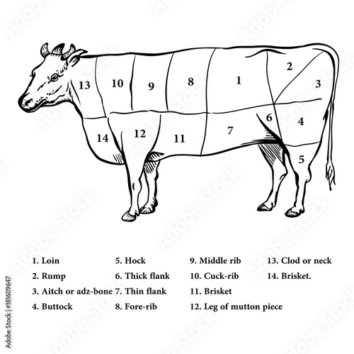 Illustration of Beef cutting up diagram - Vector Illustration