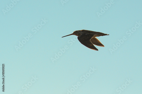 beccaccino (Gallinago gallinago) in volo