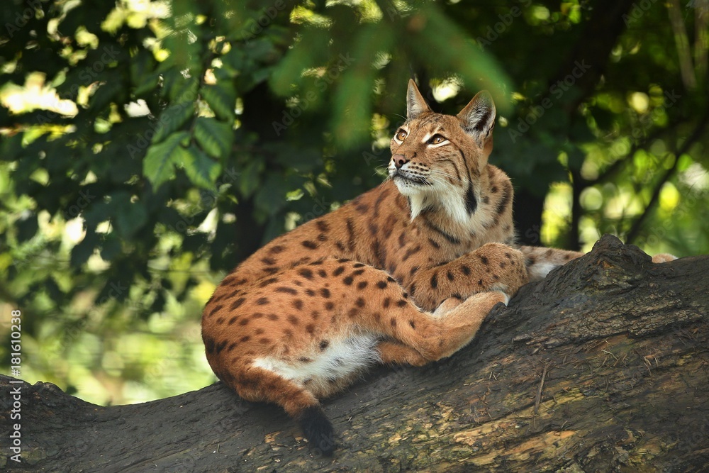 Fototapeta premium Euroasian lynx in the bavarian national park in eastern germany, european wild cats, animals in european forests, lynx lynx 