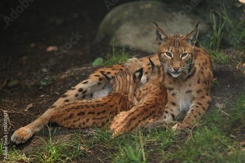 Canvas Print Euroasian lynx in the bavarian national park in eastern germany, european wild c
