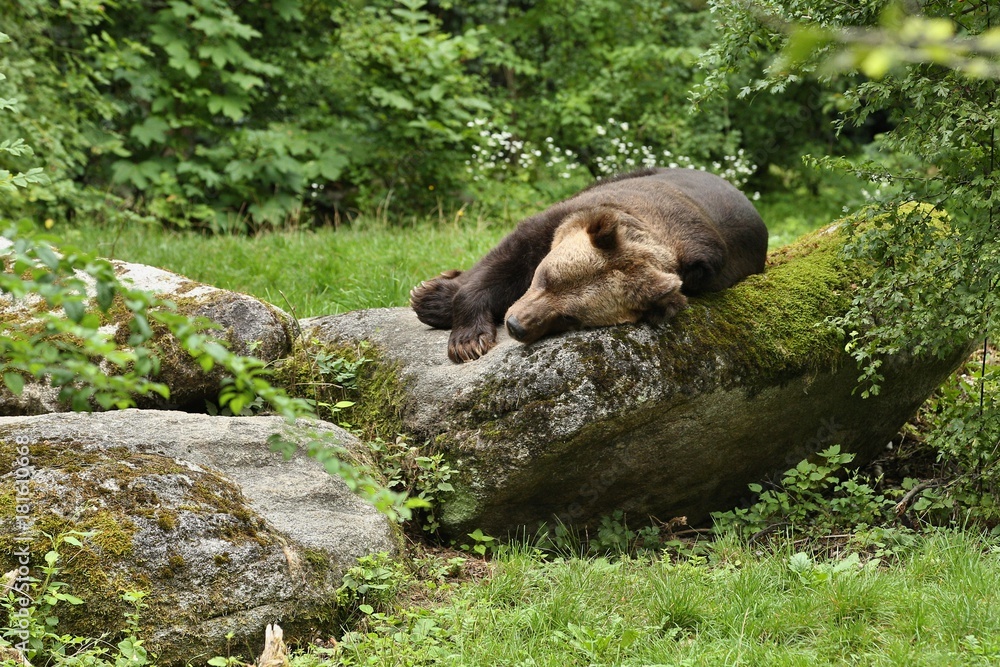 Beautiful bear in the nature looking habitat in Germany. Captive brown bear. Ursus arctos. Beautiful bear in the nature looking habitat in Germany. Captive brown bear. Ursus arctos.