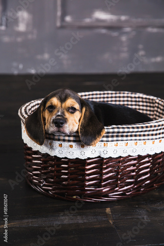 Beagle puppy sleeps in basket