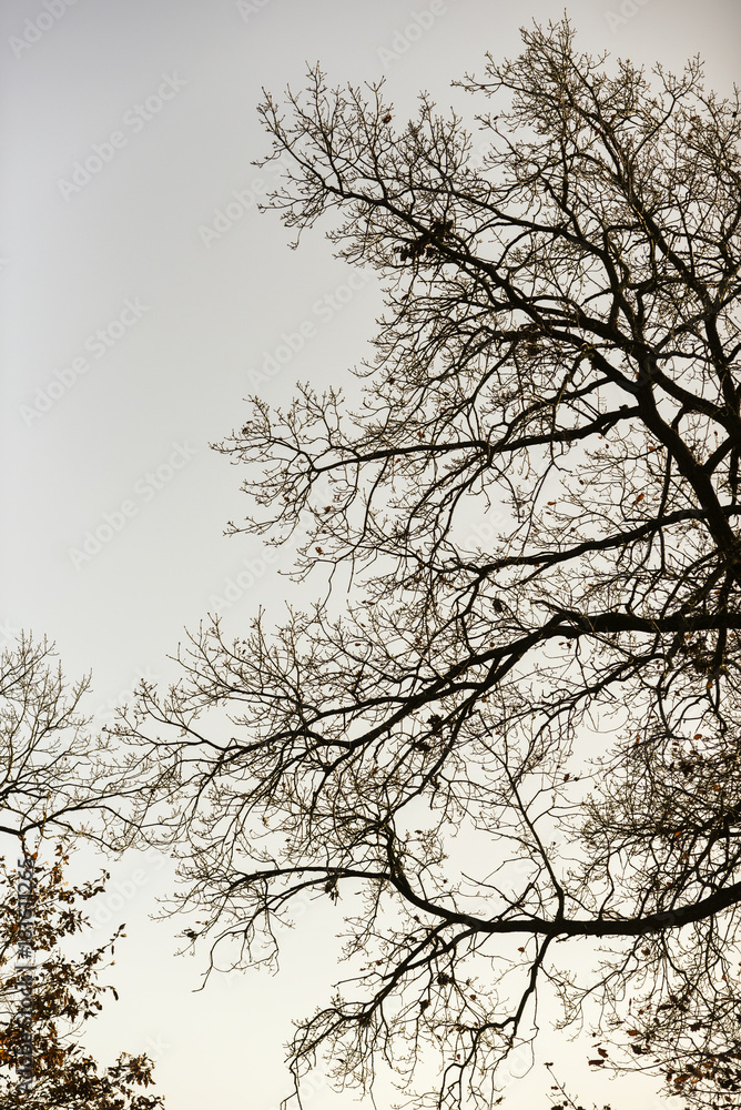 Fallen branches and trees against the sky, autumn in Poland. Fallen branches and trees against the sky, autumn in Poland.