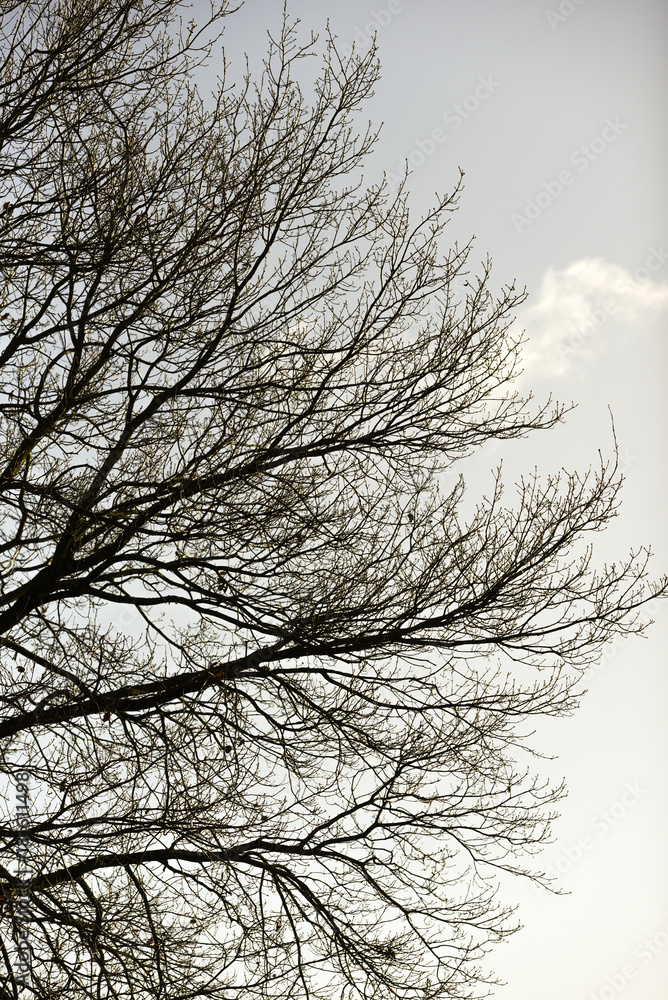 Fallen branches and trees against the sky, autumn in Poland. Fallen branches and trees against the sky, autumn in Poland.