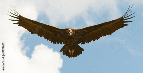 Big vulture in flight