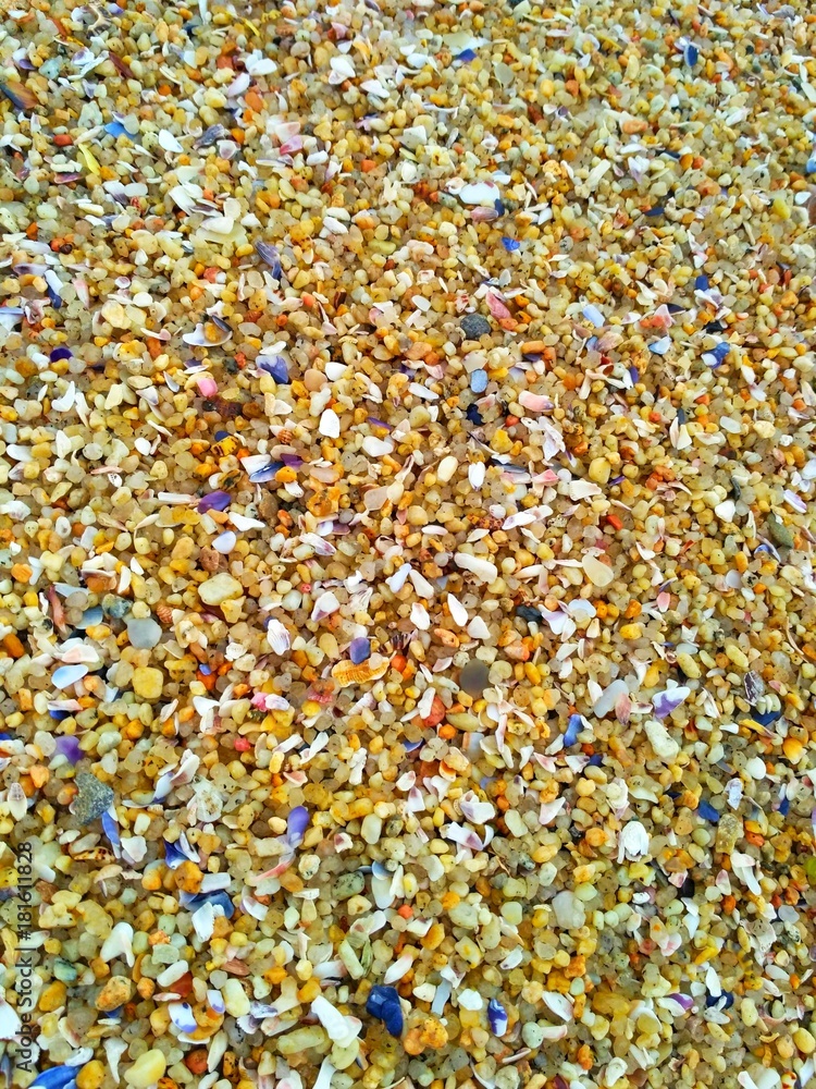 Thick beach sand with shells Thick beach sand with shells