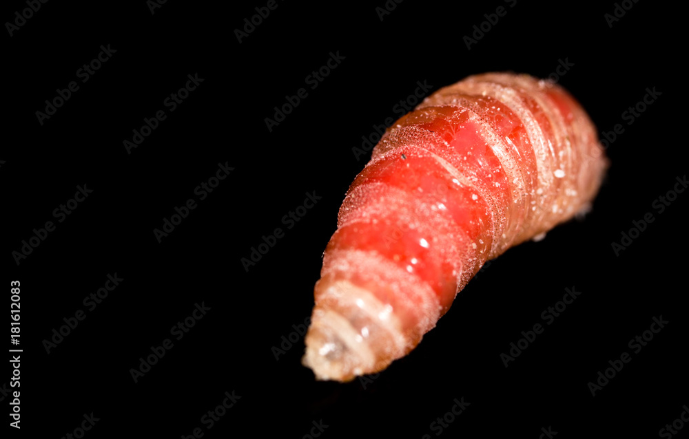 worm of maggots on a black background