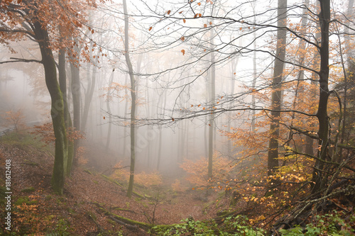 Mystischer Nebelwald im Mittelgebirge