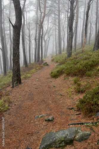 Mystischer Nebelwald im Mittelgebirge photo