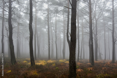 Mystischer Nebelwald im Mittelgebirge