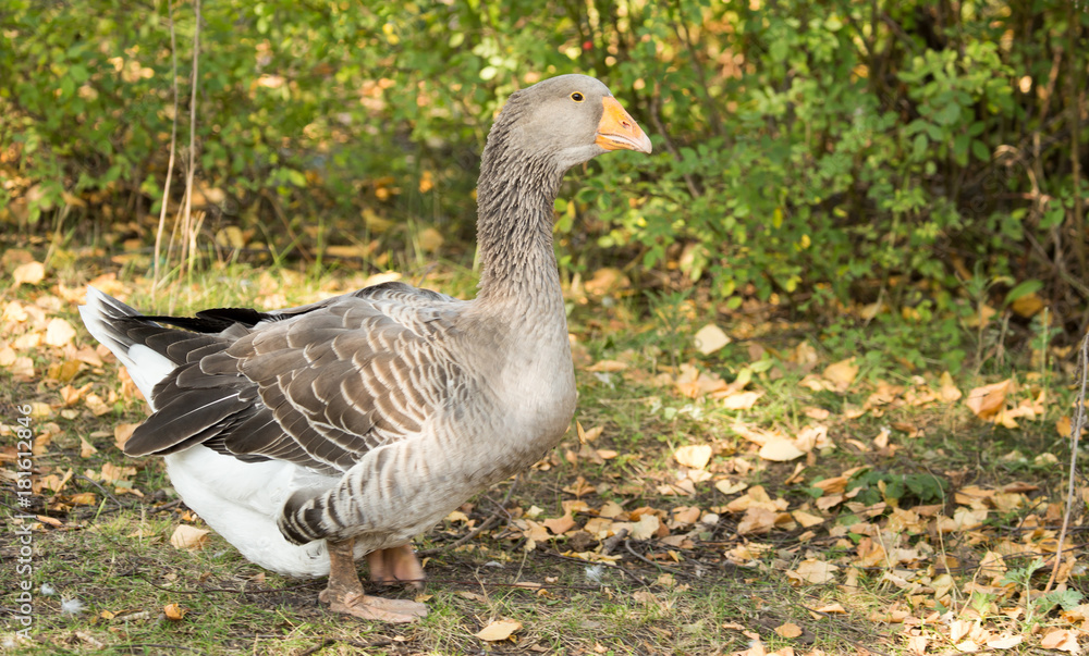 portrait of a goose in a park in autumn portrait of a goose in a park in autumn