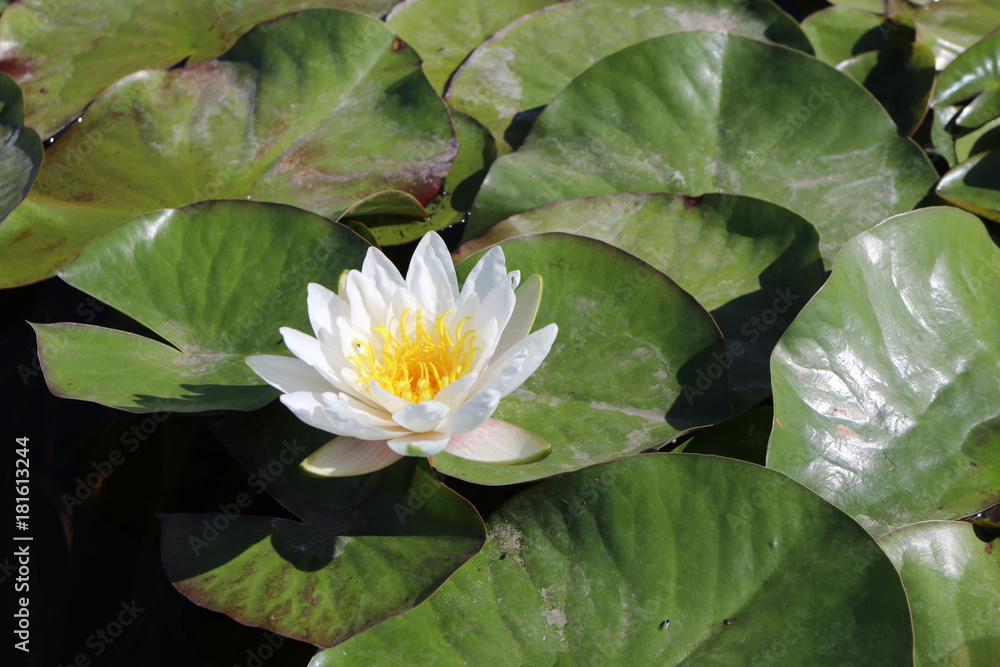 Blooming European white water lily (Nymphaea alba L.) in the pond Blooming European white water lily (Nymphaea alba L.) in the pond