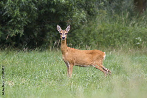  European roe deer (Capreolus capreolus)