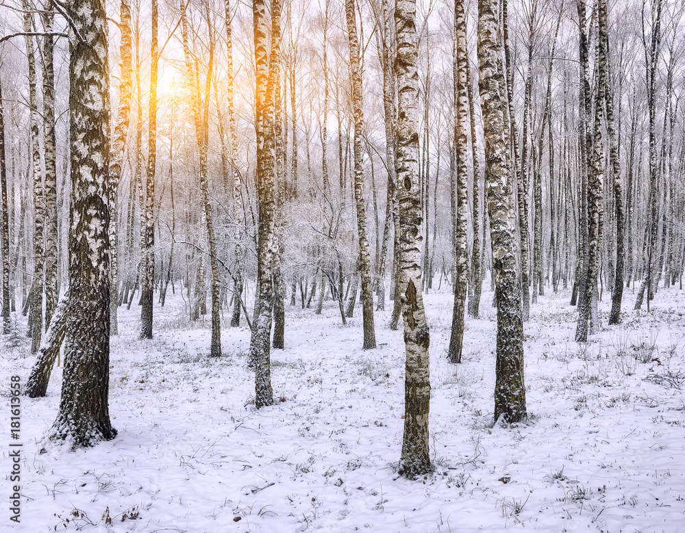 Sunset in the birch grove Sunset in the birch grove