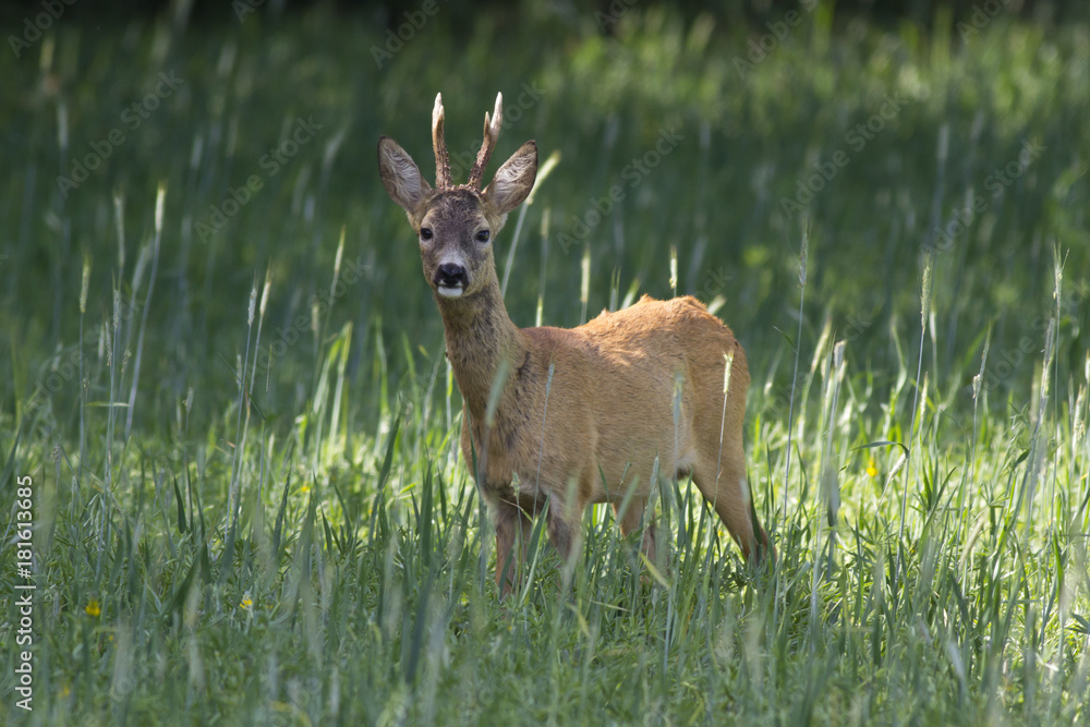 European roe deer (Capreolus capreolus) European roe deer (Capreolus capreolus)