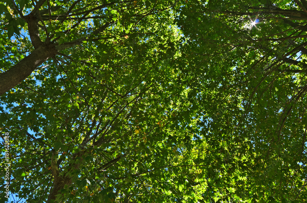 Obraz premium Under the trees view