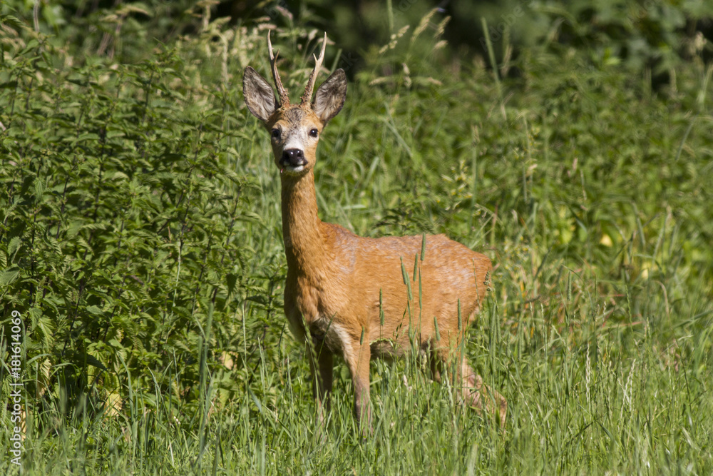 European roe deer (Capreolus capreolus) European roe deer (Capreolus capreolus)