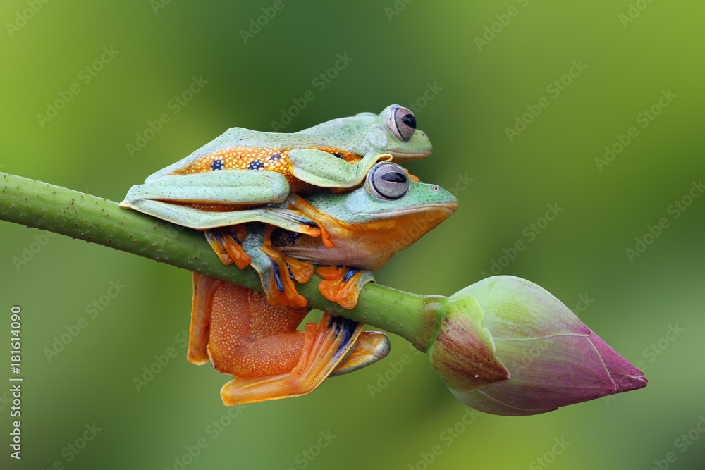 Obraz premium Tree frog, flying frog on branch