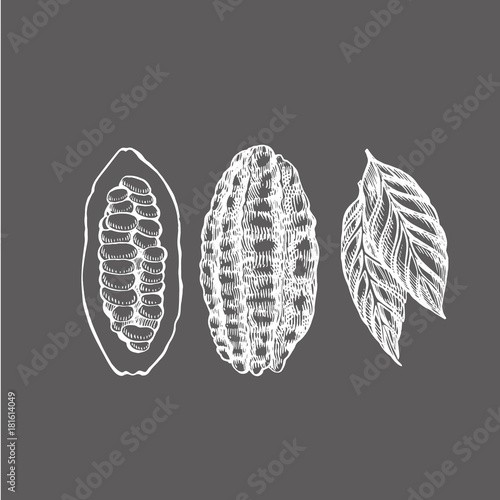 Set Cocoa beans vector illustration. Engraved style illustration. Sketched hand drawn cacao beans, tree, leafs and branches.