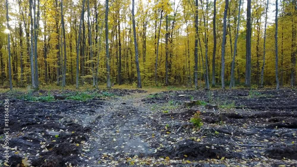 Сlose-up view of the trees in forest with yellow foliage Сlose-up view of the trees in forest with yellow foliage