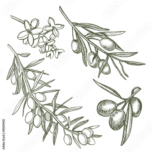 A branch of ripe olives is juicy poured with oil. Farmers market menu design. Organic food poster. Vintage hand drawn sketch vector illustration. Linear graphic.