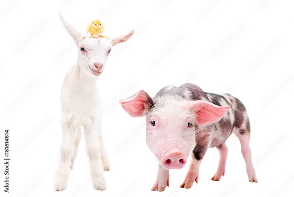 Curious little pig and goat with a chick on his head, standing together, isolated on white background