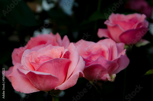 Φωτογραφία beautiful roses in the garden