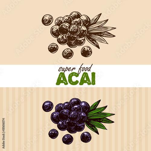 Hand drawn vector illustration superfoods.