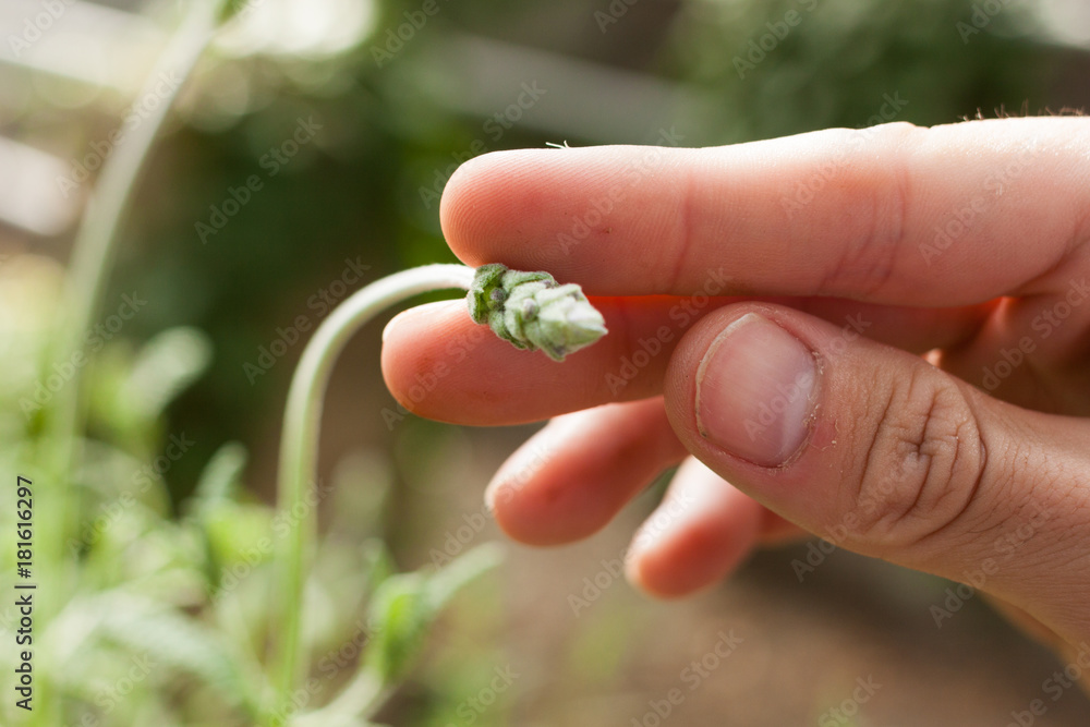 Close-up of man's hand holding lavender bud Close-up of man's hand holding lavender bud