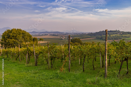 Wein anbau in Italien 2017