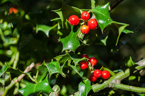 Close-up of Ilex aquifolium or European holly leaves and fruit