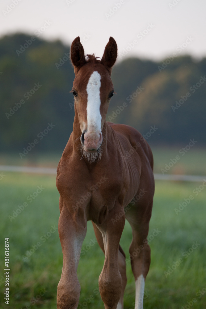 Fototapeta premium Mare with a foal on the pasture
